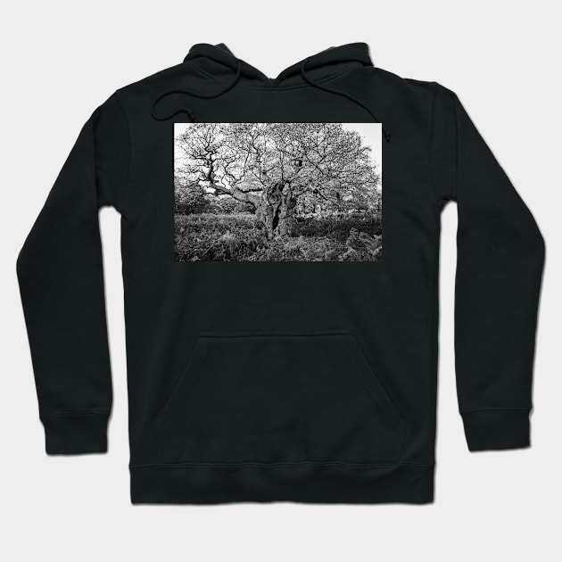 Royal Oak, Richmond Park Hoodie by GrahamPrentice